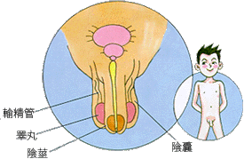 boy.GIF (24110 bytes)