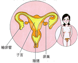 girl.gif (23136 bytes)