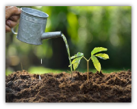 第4课 探究土壤质量对四季豆生长