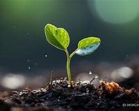 探究式学习案例：植物向光性实验