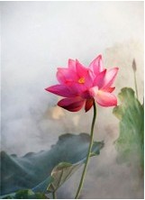 《黄山松》教学设计（人教版）