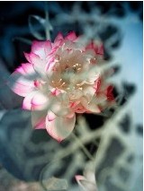 《一去二三里》教学设计1