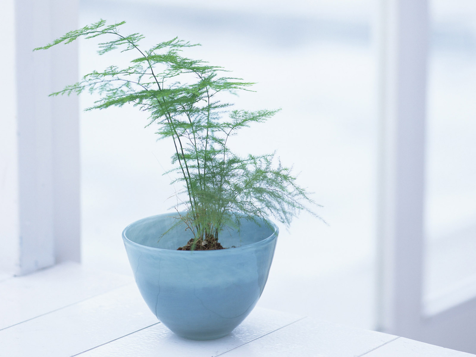 作文专项训练—分总段式