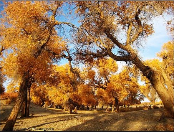 2012年10月新疆农二师跨越式课题指导活动简报