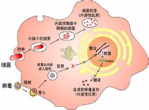 1-1《免疫》学案
